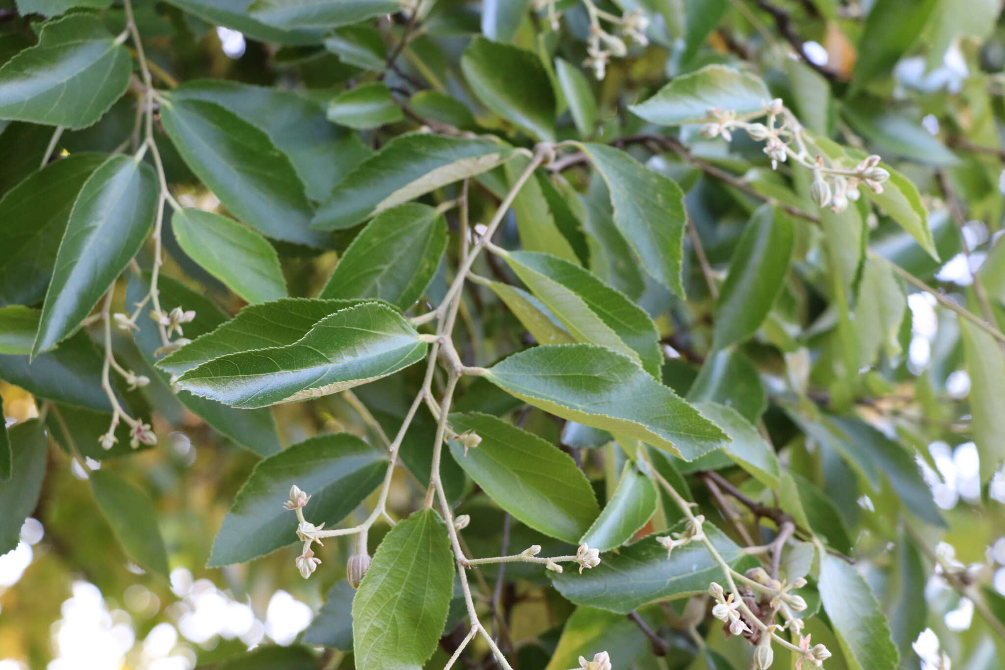 Image of Luehea divaricata Mart.