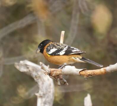 Image of Black-headed Grosbeak