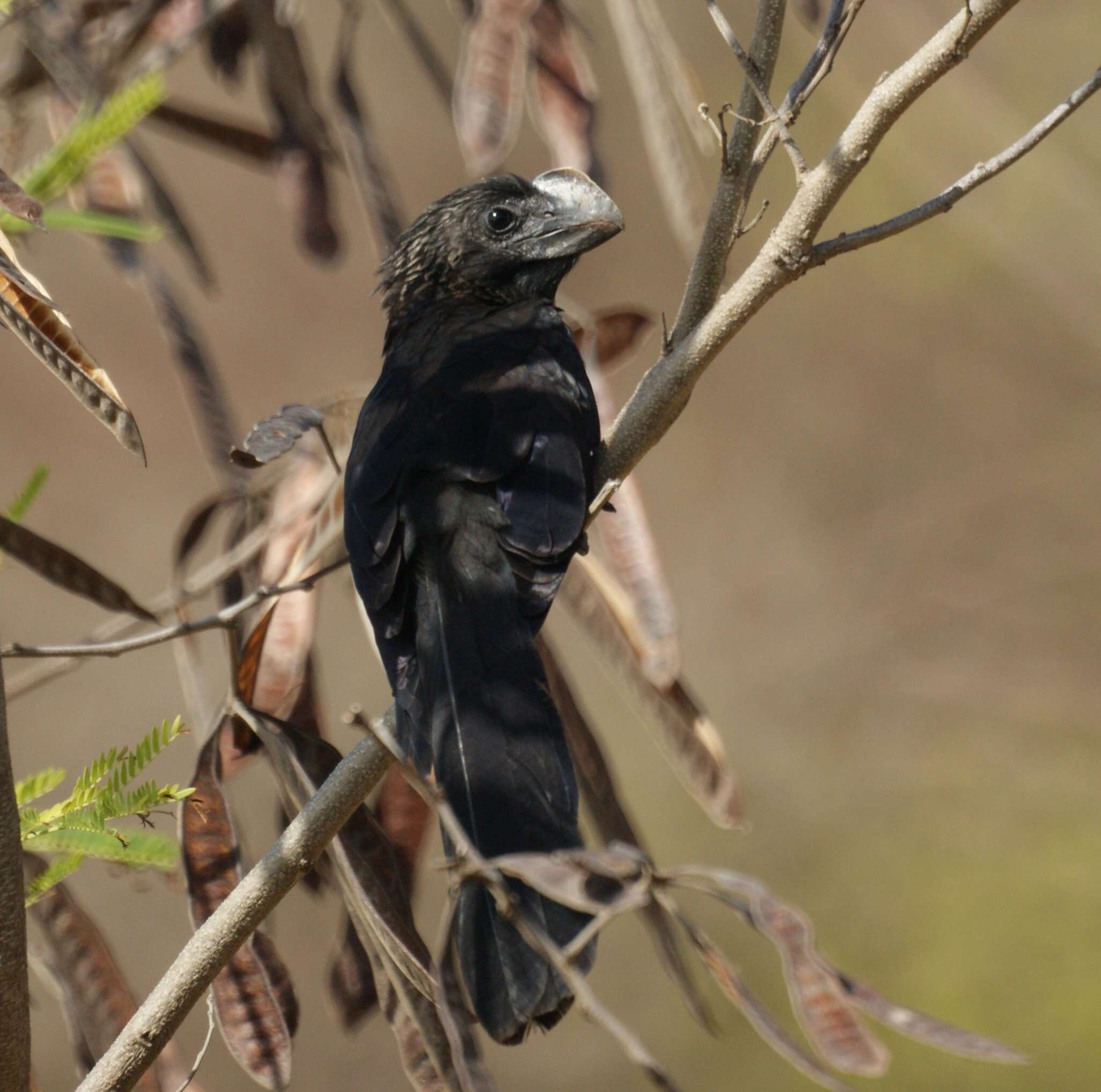 Imagem de Crotophaga Linnaeus 1758