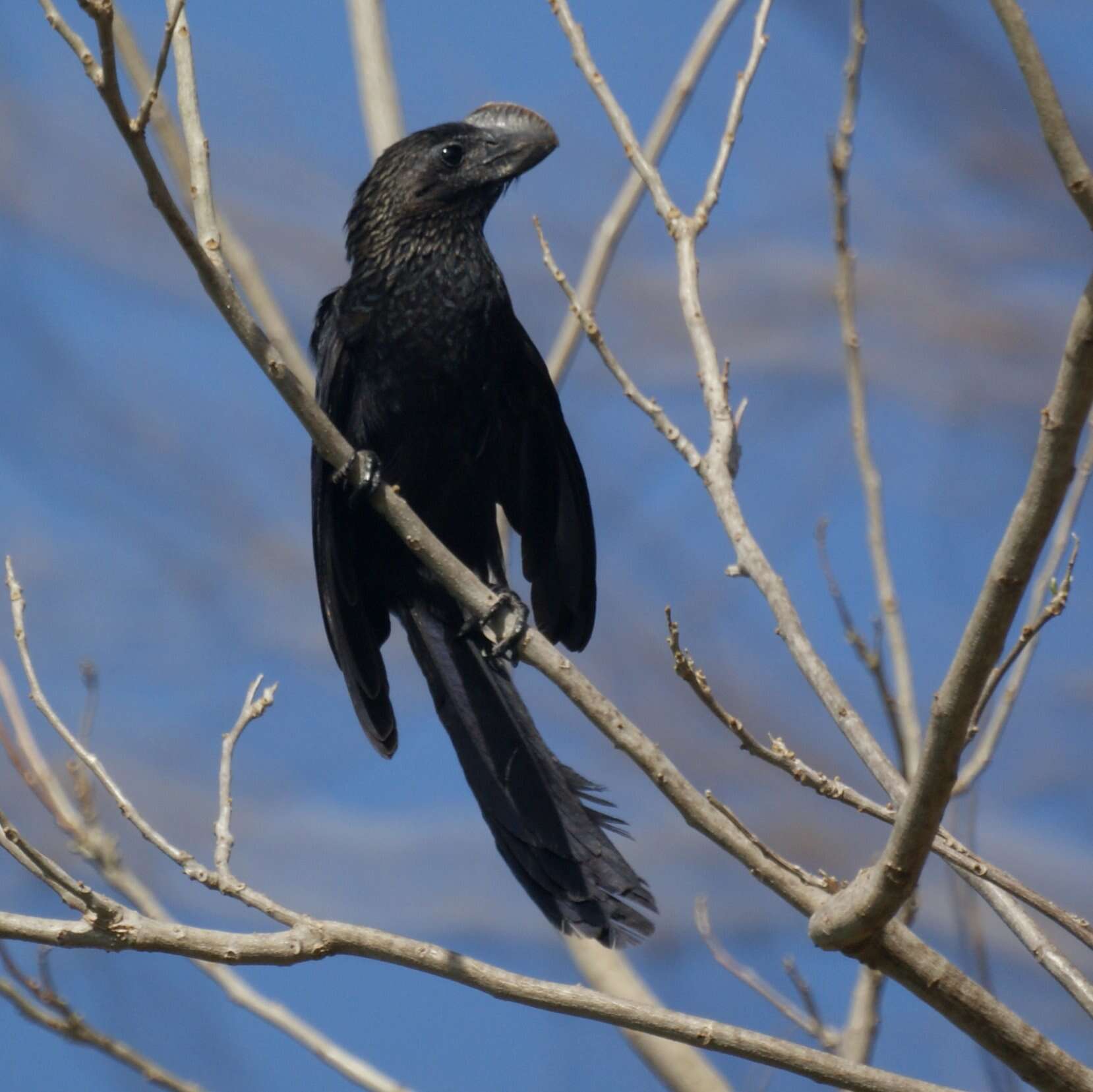 Imagem de Crotophaga Linnaeus 1758