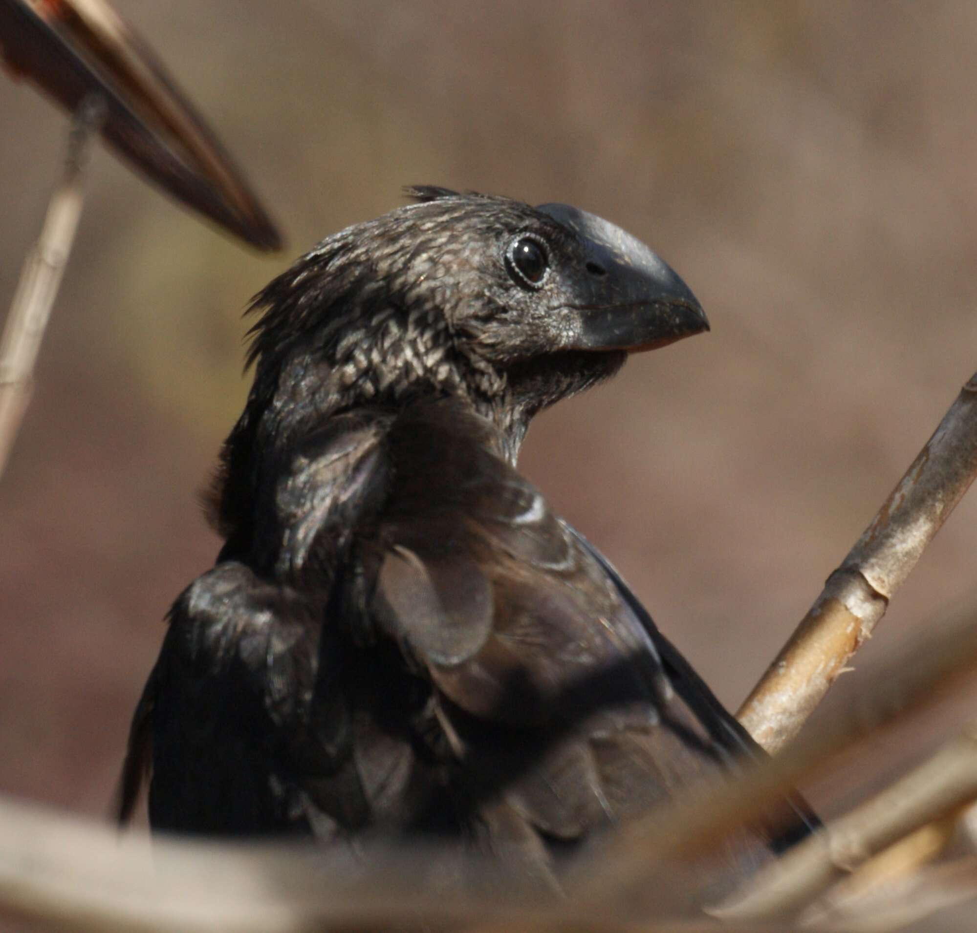 Imagem de Crotophaga Linnaeus 1758