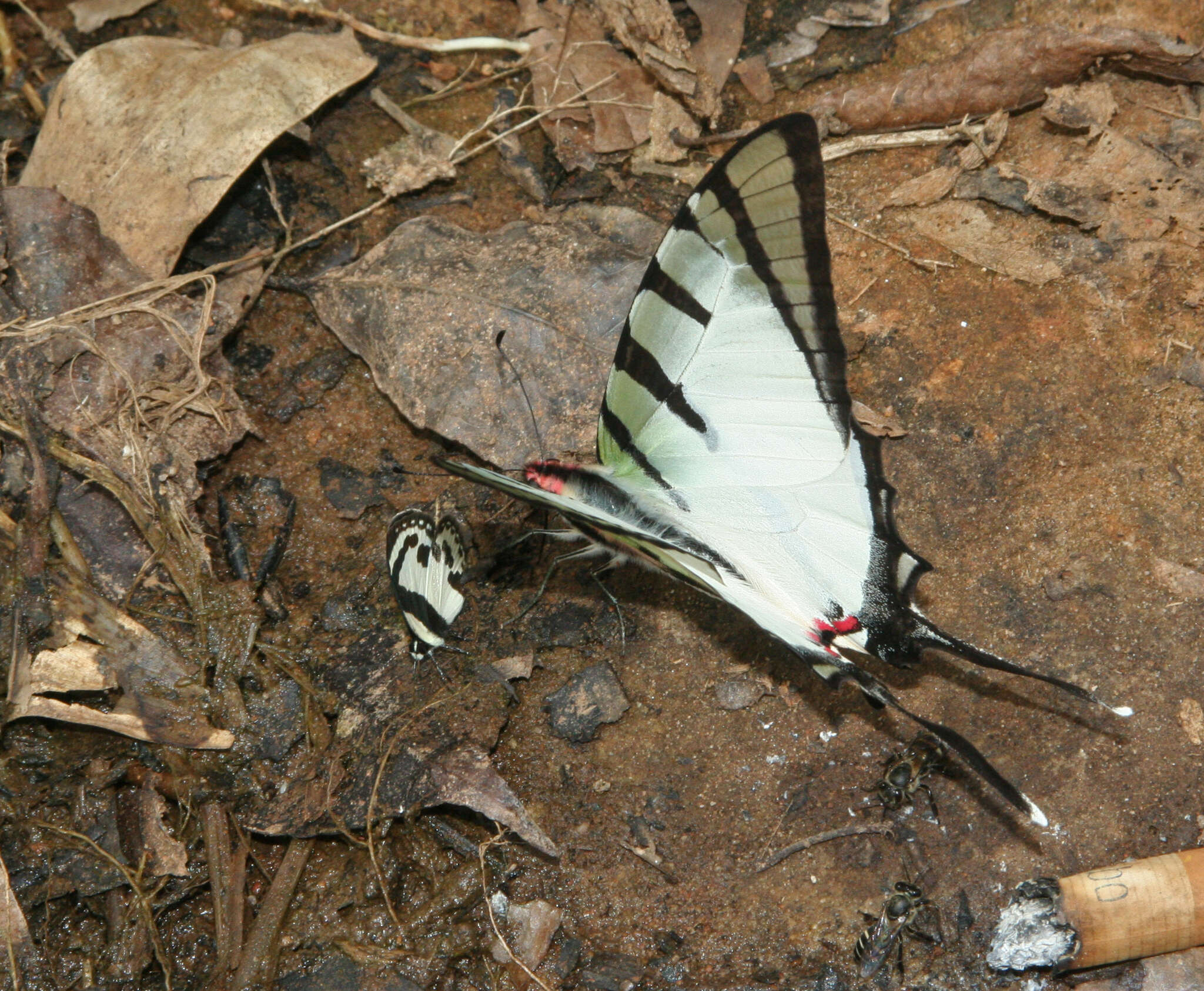 Слика од Graphium agetes (Westwood 1841)