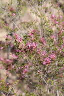 Sivun Calytrix leptophylla Benth. kuva