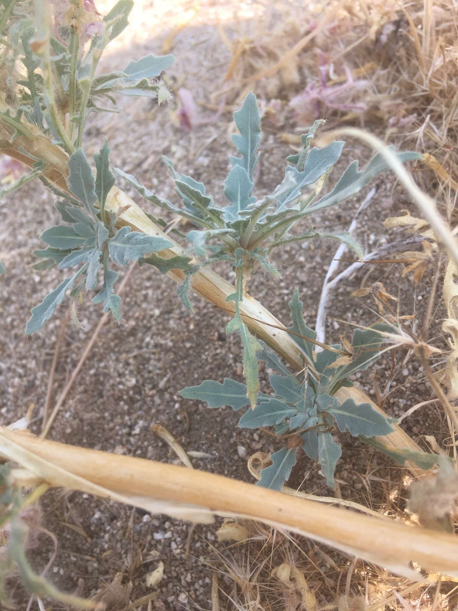 Imagem de Oenothera deltoides subsp. piperi (Munz) W. Klein