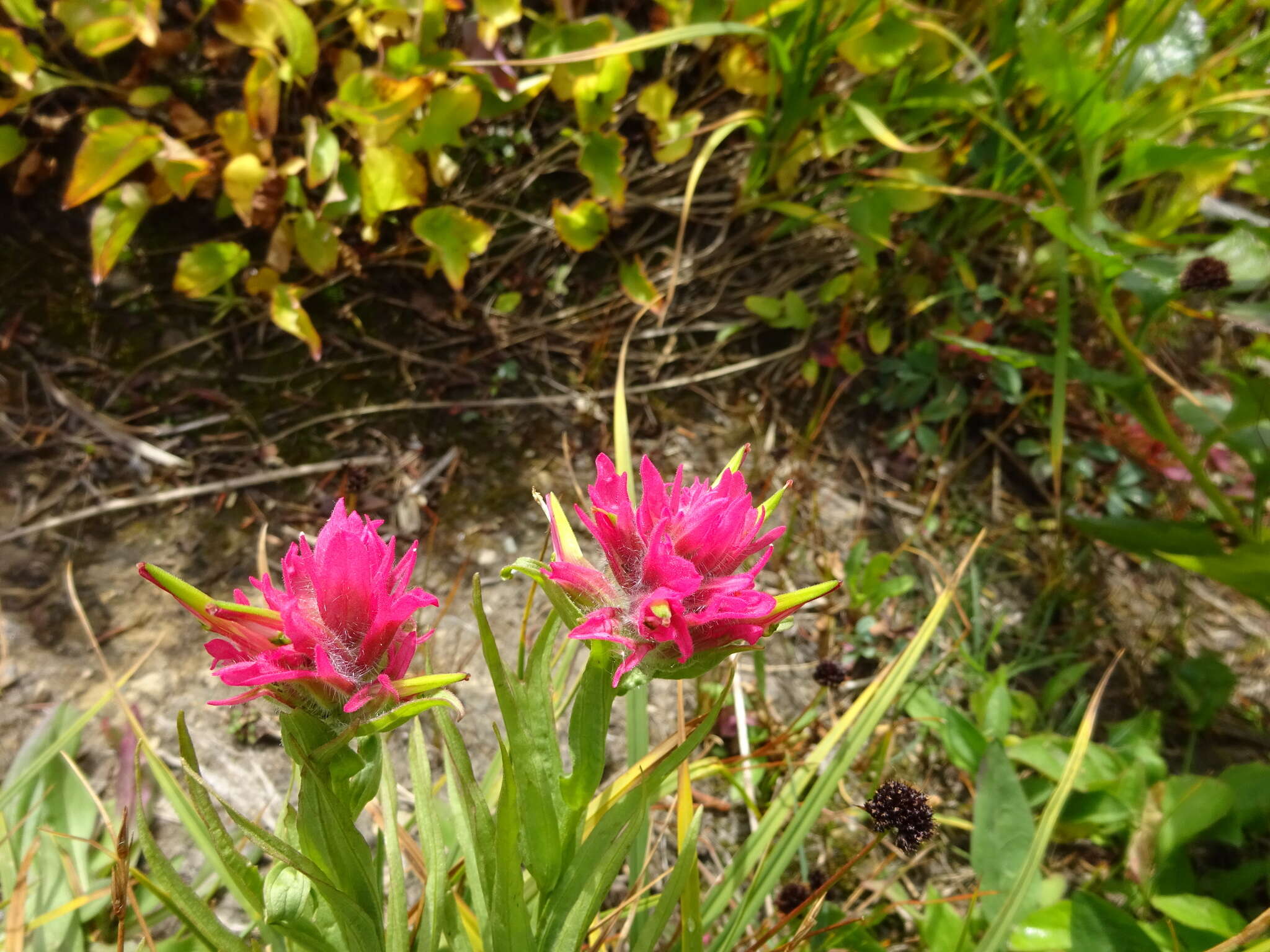 Image of Castilleja rhexifolia Rydb.