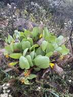 Image of Bolander's mule-ears