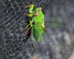 Image of April green cicada