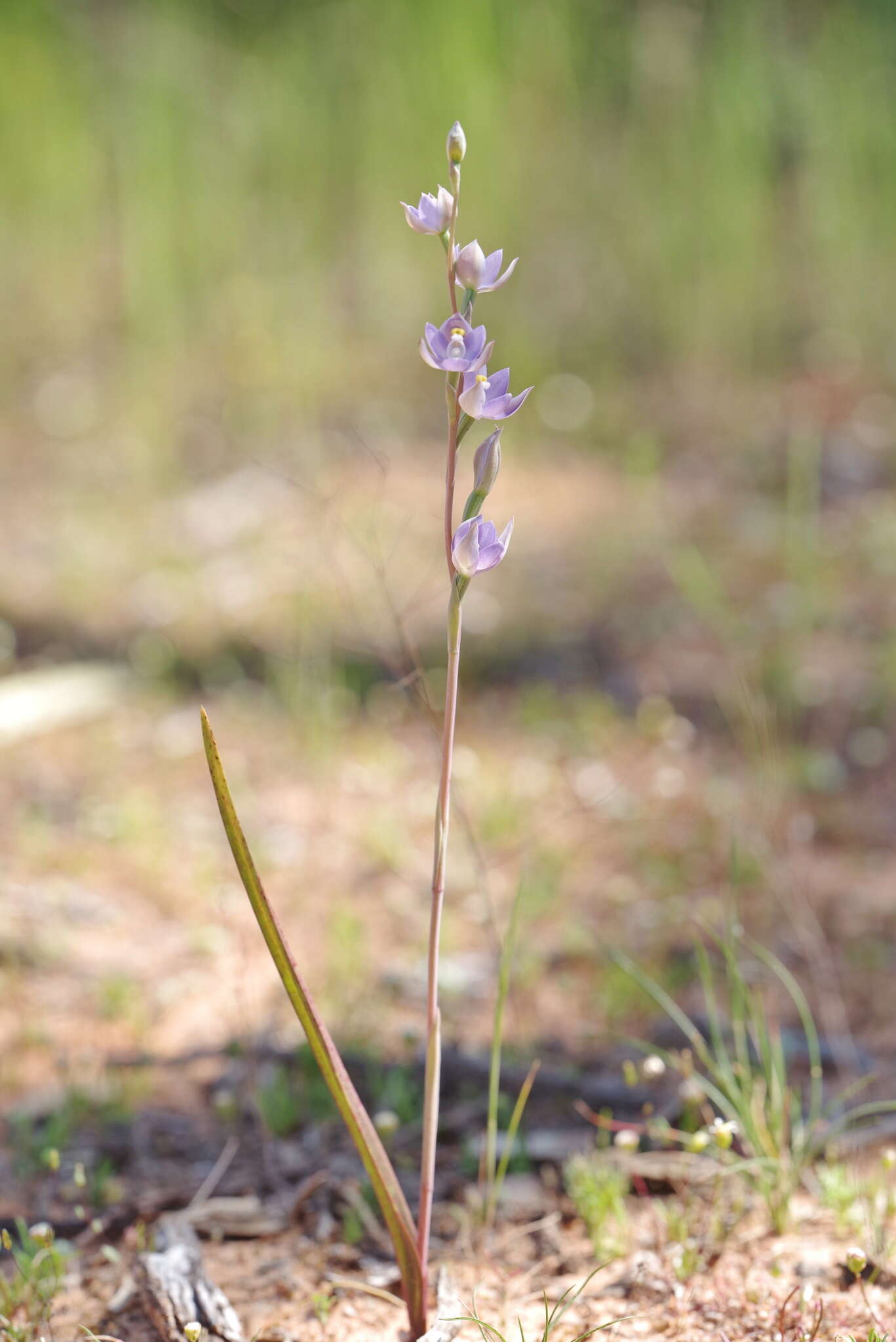 Image of Kath's sun orchid