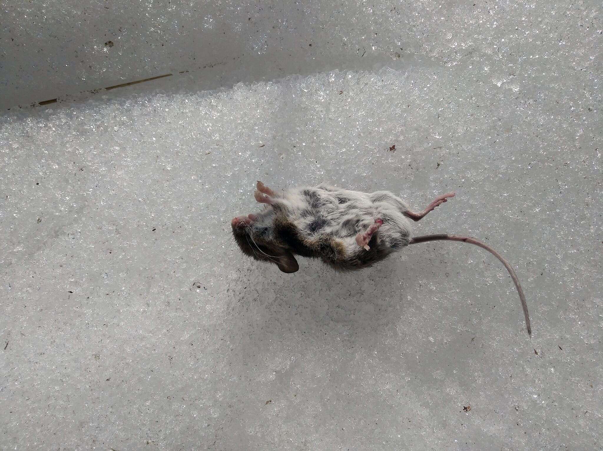 Image of Herb Field Mouse