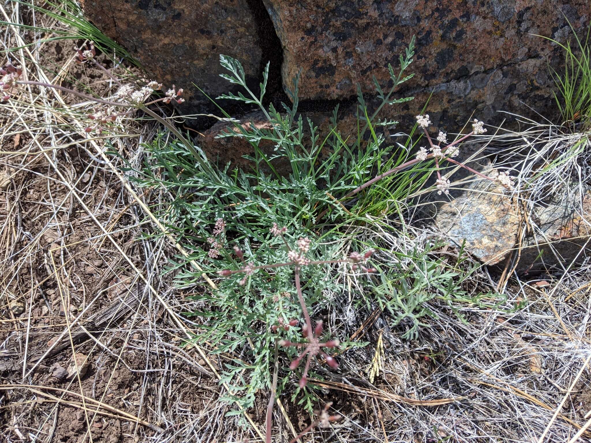 Image of Engelmann's desertparsley