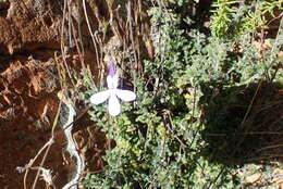 Image of Lobelia dichroma Schltr.