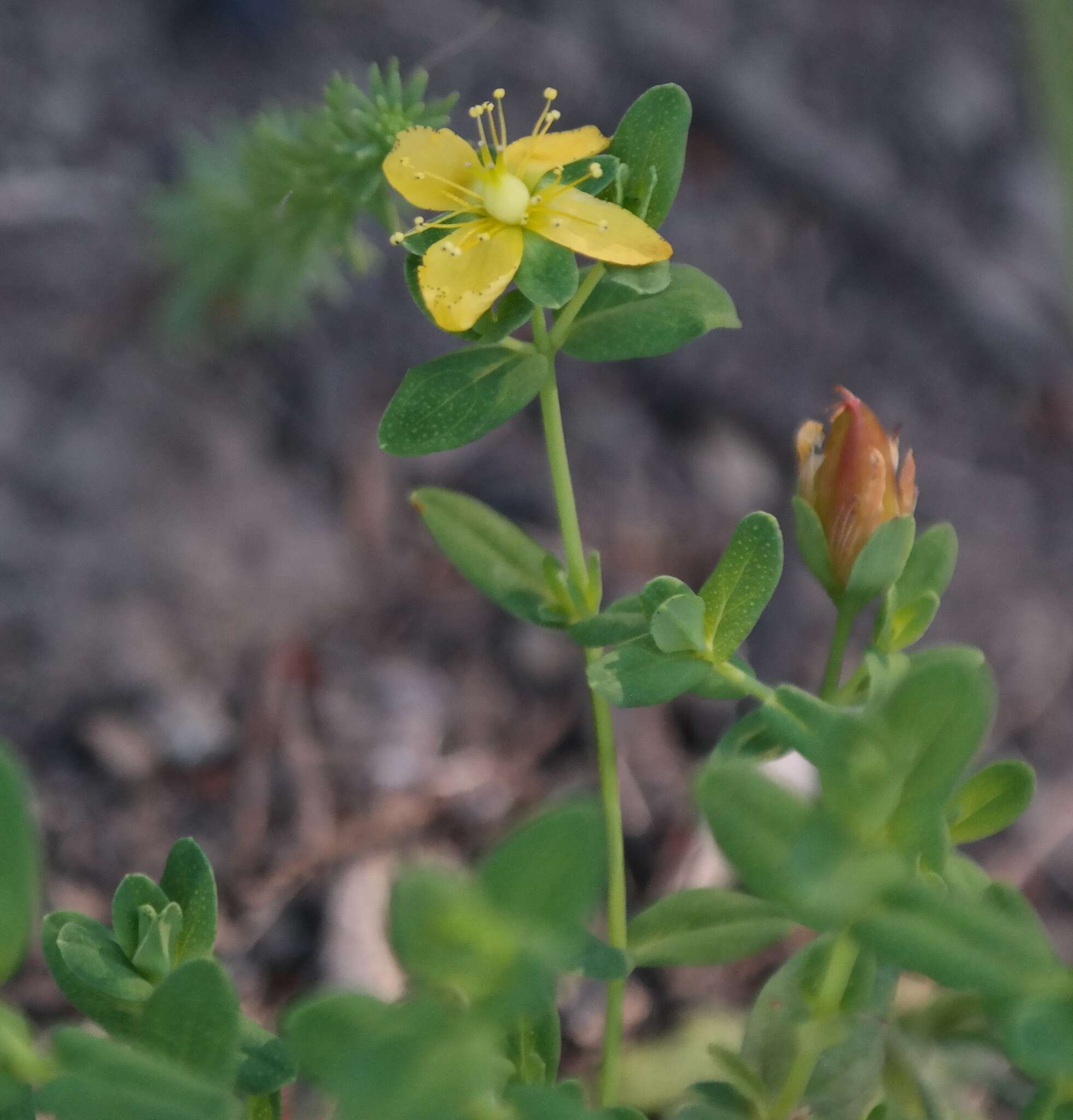 Imagem de Hypericum aethiopicum subsp. aethiopicum