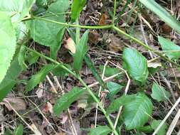 Image of hawkweed