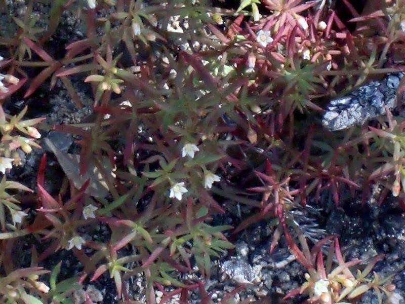 Image of Crassula expansa subsp. filicaulis (Haw.) Tölken