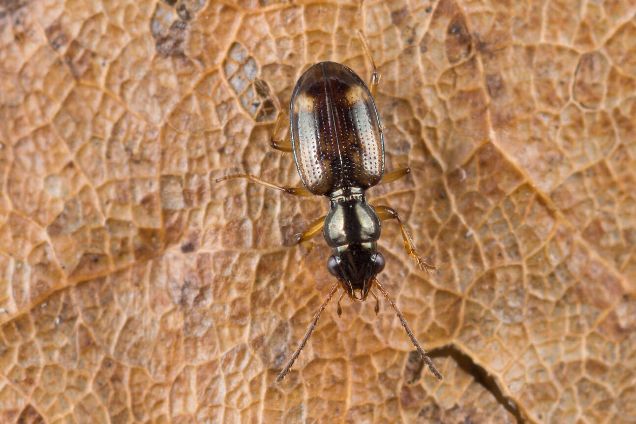 Image of Bembidion (Trepanes) articulatum (Panzer 1796)