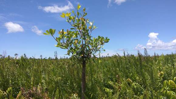 Image of Alstonia spatulata Bl.