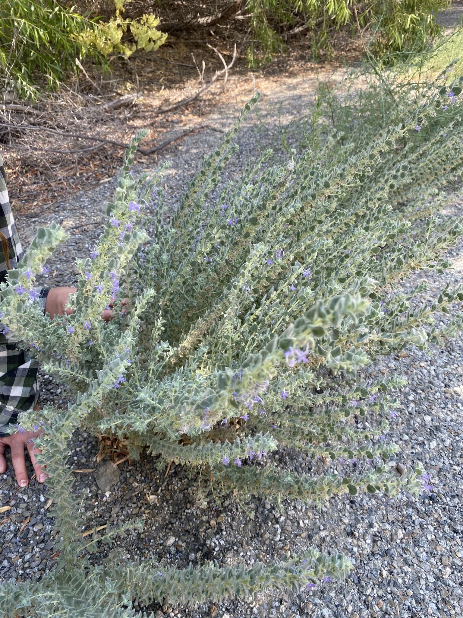 Trichostema ovatum Curran resmi