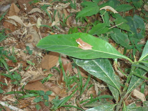 Imagem de Gastrotheca pulchra Caramaschi & Rodrigues 2007