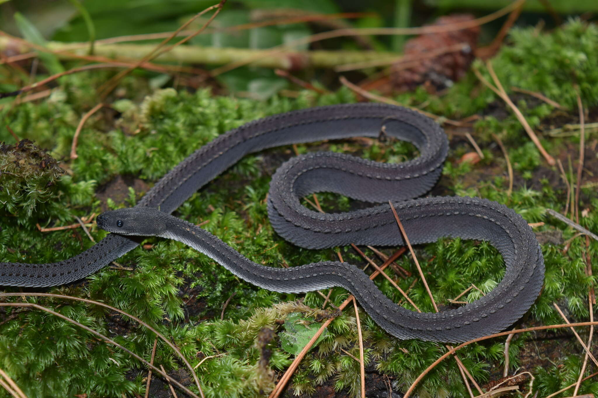 Image of Rough-backed Litter Snake