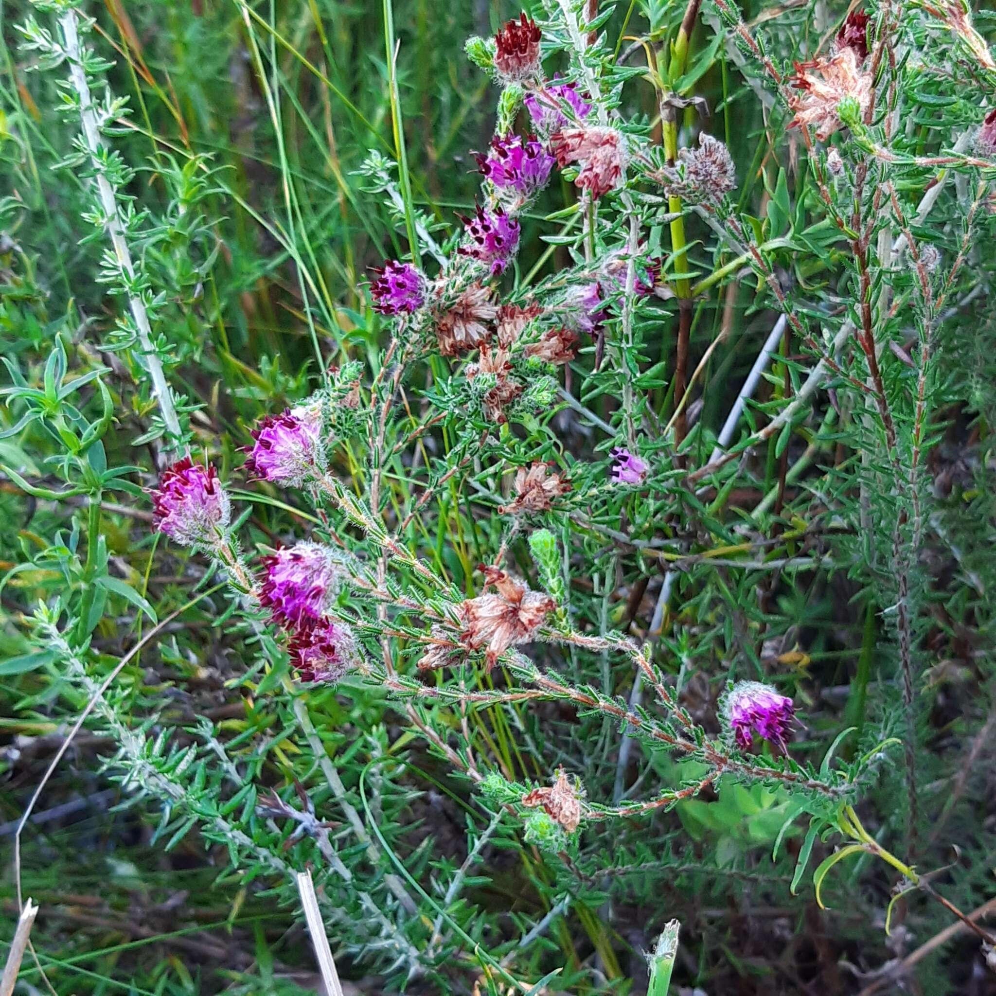 Image of Erica barbigeroides E. G. H. Oliver