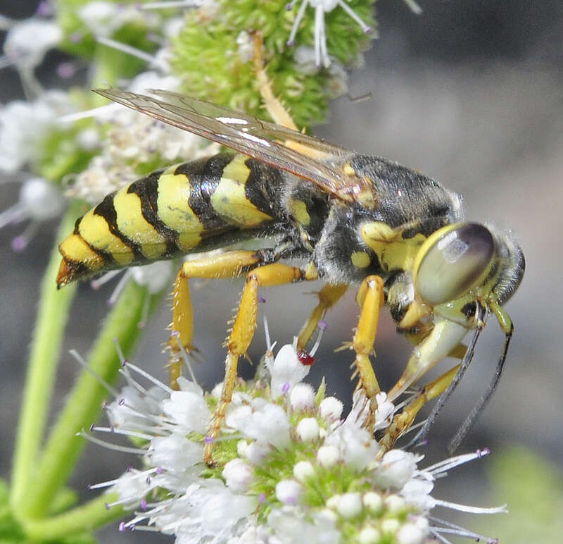 Image of Bembix sinuata Panzer 1804