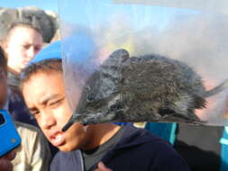 Image of Cape Elephant Shrew