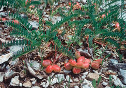 صورة Astragalus bibullatus Barneby & E. L. Bridges