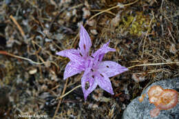 Sivun Colchicum variegatum L. kuva