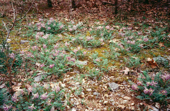 Image of Pyne's ground plum