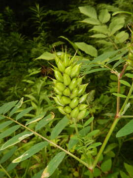 Image of Astragalus canadensis var. canadensis