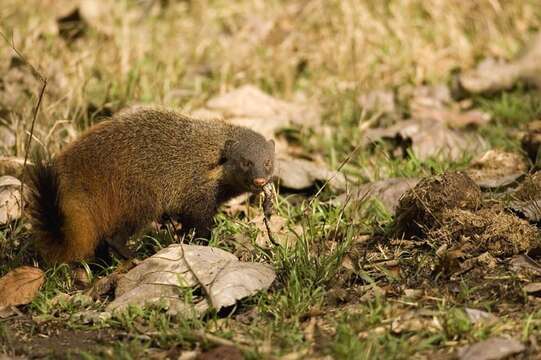 Image of Stripe-necked Mongoose