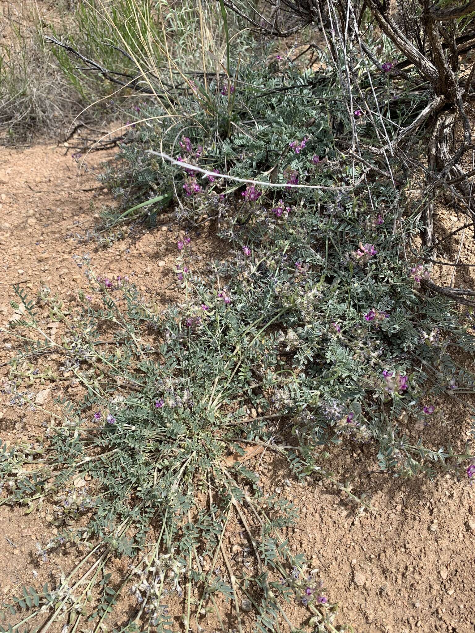 Image of groundcover milkvetch