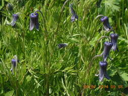 Image of hairy clematis