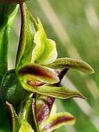 Image of Summer leek orchid