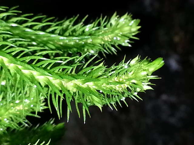 Image of Miyoshi's clubmoss