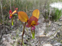Image of Common Donkey Orchid