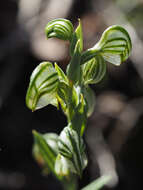 Image of Banded greenhood