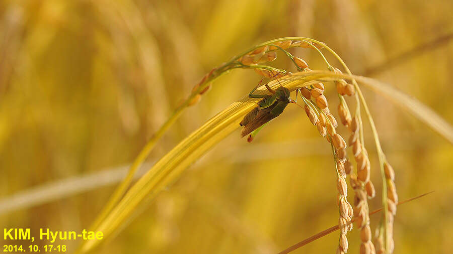 Image of Grasshopper