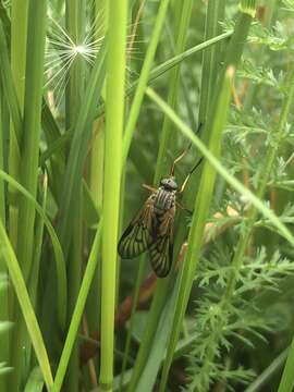 Image of Rhagio vitripennis