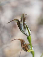 Image of Jug orchid