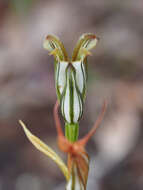 Image of Jug orchid