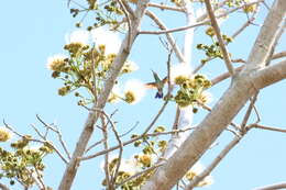 Image of Blue-tailed Hummingbird