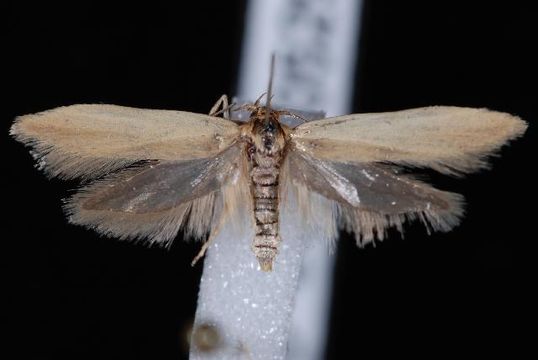 Image of <i>Holcocera immaculella</i>