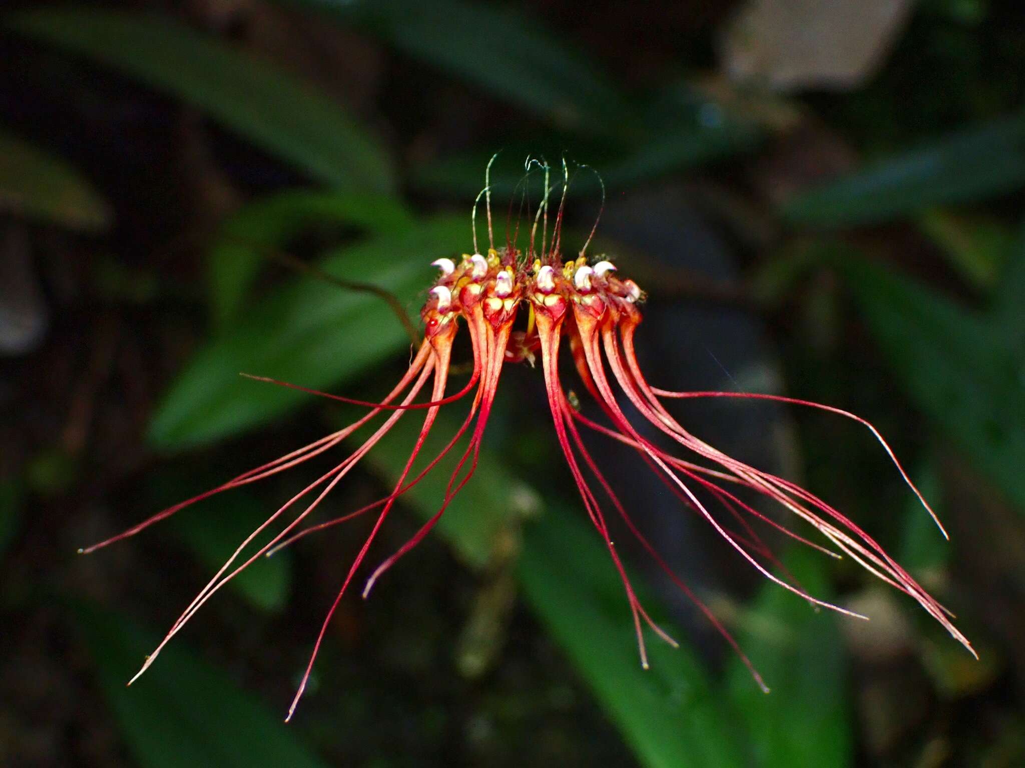 Image of Wispy umbrella orchid