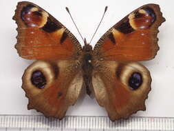 Image of Aglais io geisha (Stichel 1908)