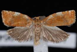 Image of Fruit-Tree Leafroller Moth