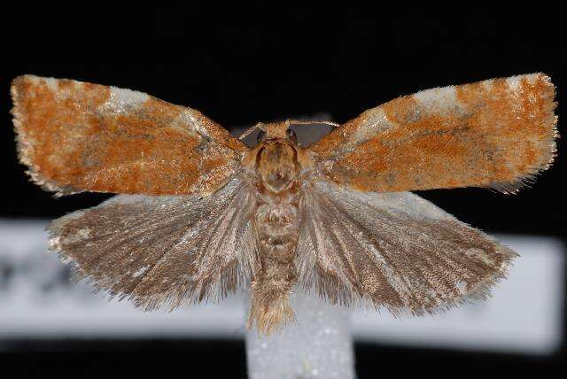 Image of Fruit-Tree Leafroller Moth