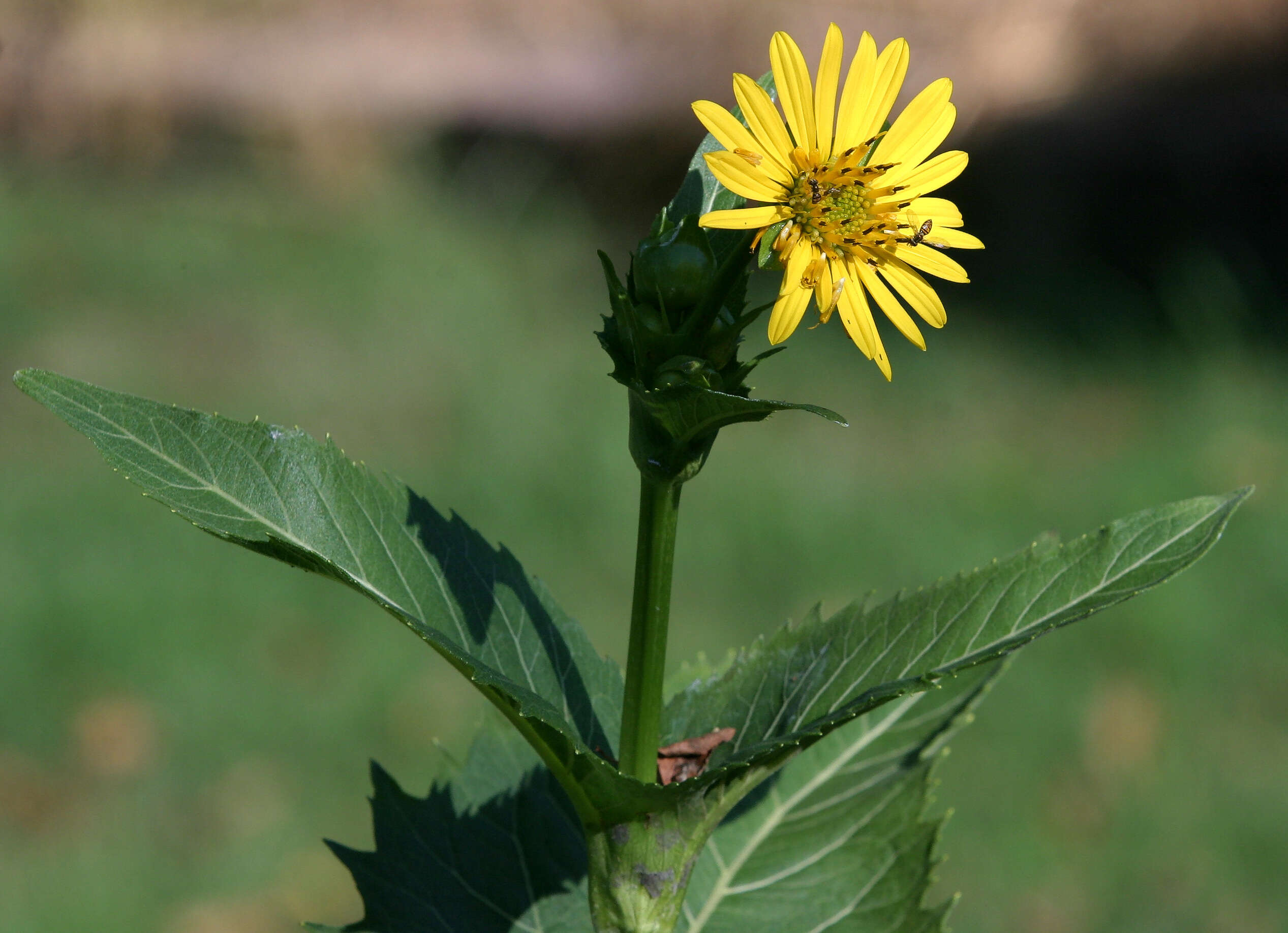 Silphium perfoliatum L. resmi