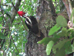 Слика од Campephilus guatemalensis (Hartlaub 1844)