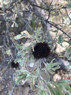 Image of Rhopalomyia medusa Gagne 1983